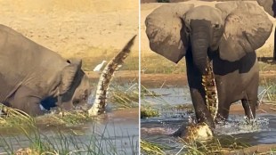 mother-elephant-kills-crocodile