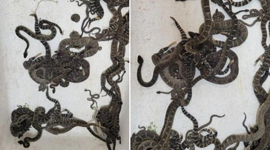 rattelsnakes-bunch-found-from-house