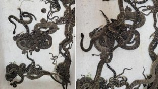 rattelsnakes-bunch-found-from-house