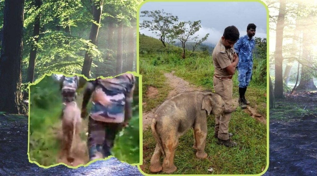rescued-baby-elephant-hugging-forest-officer