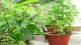 tulsi-1