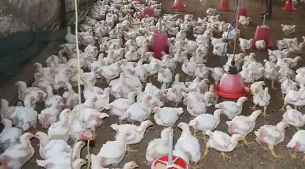 63 chickens killed