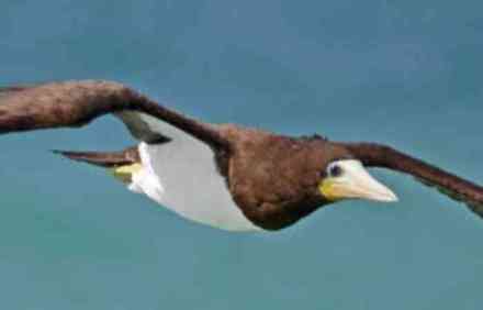 Bird travels record-breaking