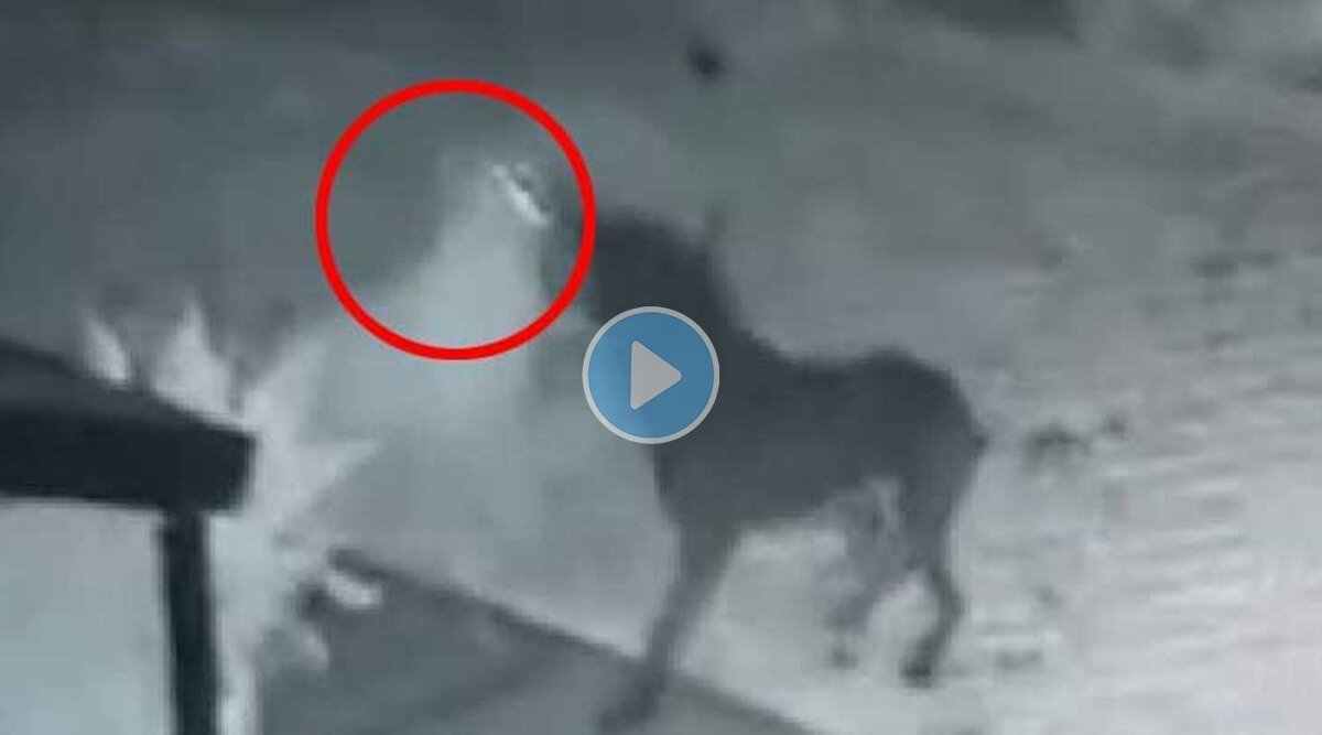 Dog-ghost-video-viral (1)