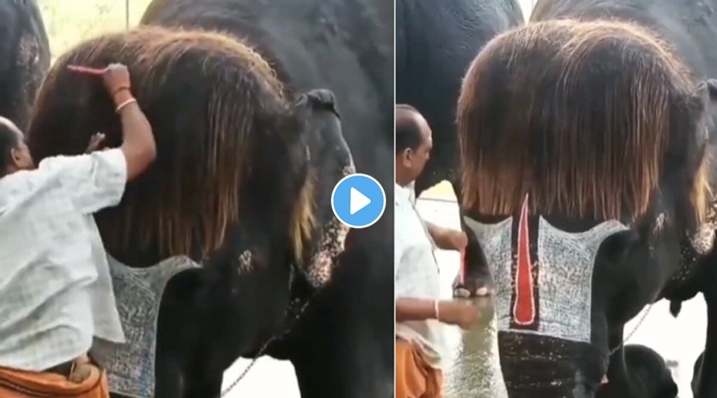 Elephant-amazing-Hair-Style-viral-video