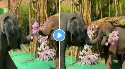 Elephants proposal video