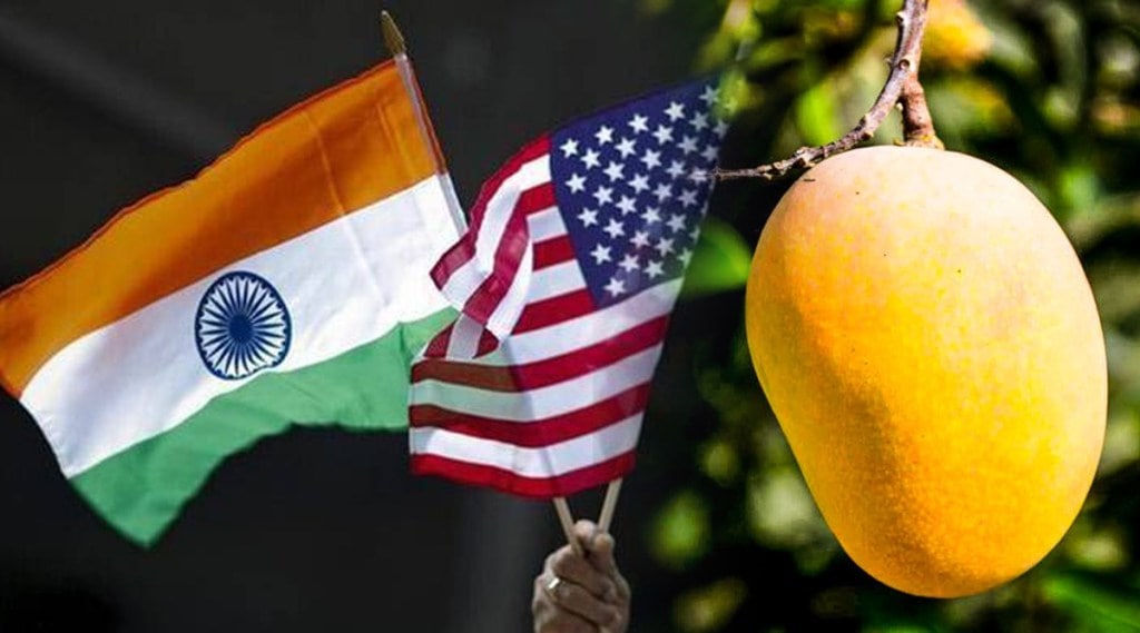 Export mangoes America start again domestic exporters