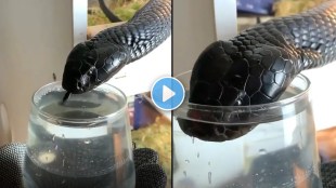 King Cobra drinking water from glass