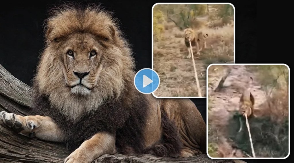 Lion plays tug of war with safari