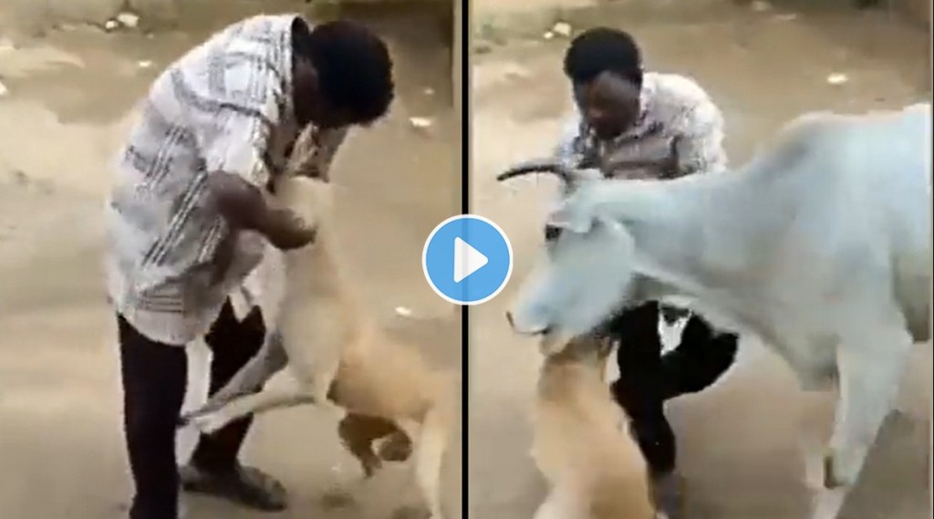 Man harassing dog