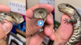 Rare Lizard With Two Heads