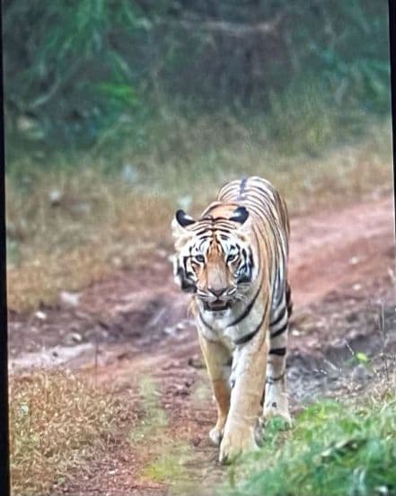 Soha Ali Khan Kunal Kemmu Inaaya Naumi Kemmu Tadoba National Park Photos