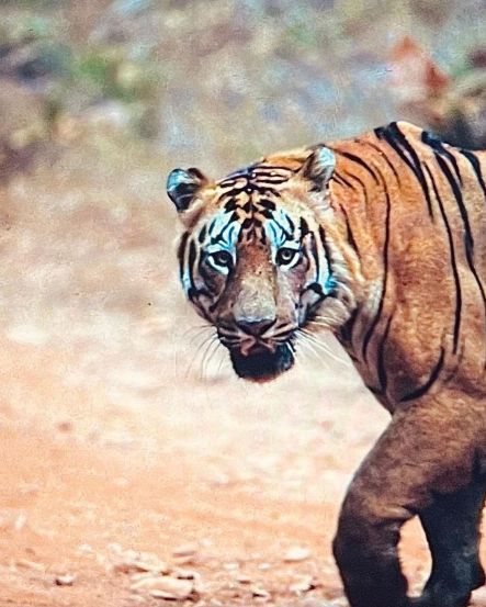 Soha Ali Khan Kunal Kemmu Inaaya Naumi Kemmu Tadoba National Park Photos