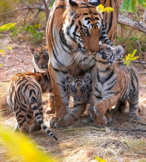Tiger Wildlife Photography Hemant Sawant