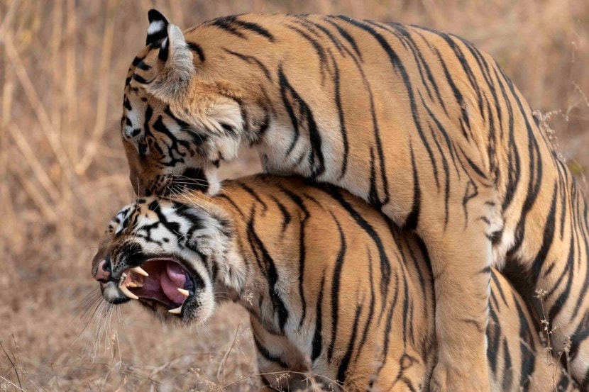 Tiger Wildlife Photography Hemant Sawant