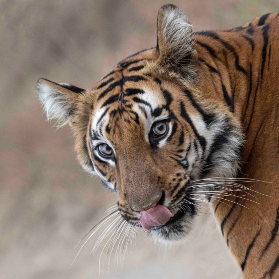 Tiger Wildlife Photography Hemant Sawant