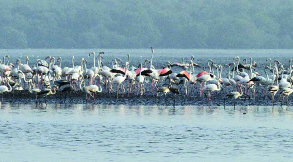 स्थलांतरित पक्ष्यांच्या प्रमाणात यंदा घट