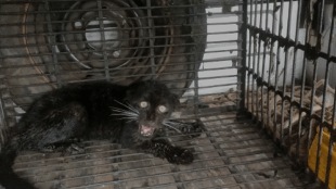 black panther found in water tank
