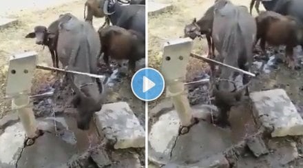 buffalo-using-horn-to-drink-water-viral-video