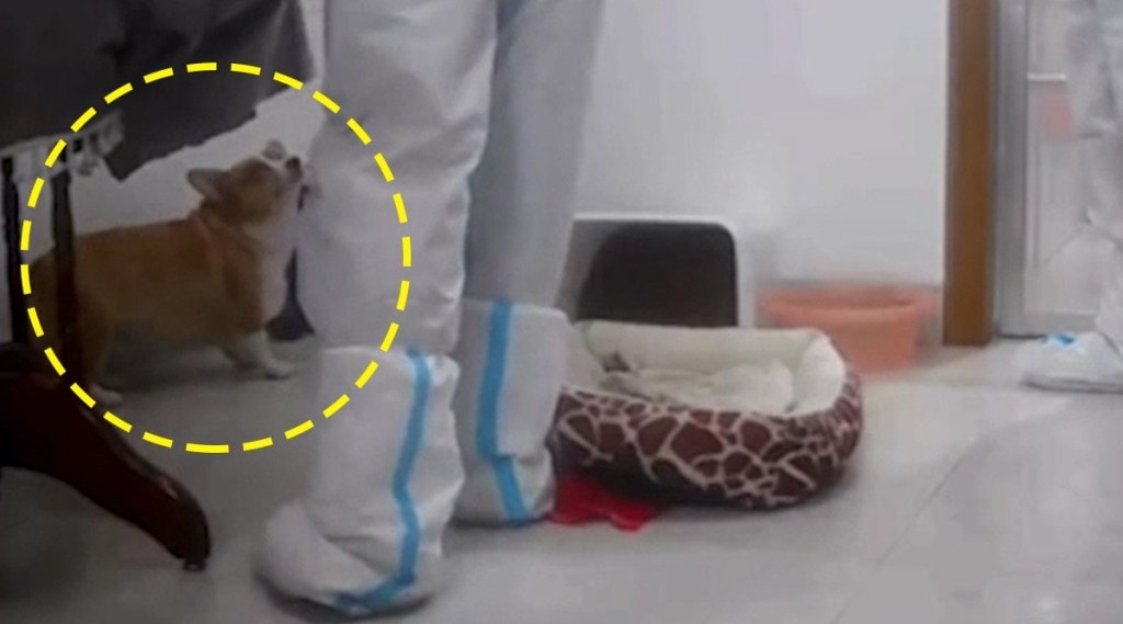 चीनमध्ये करोनाच्या भीतीपोटी कुत्र्याची लोखंडी रॉडने हत्या; व्हिडीओ पाहून नेटकऱ्यांचा संताप