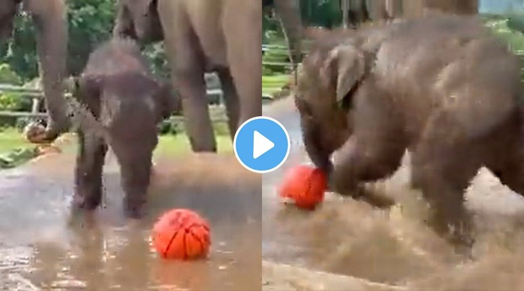 elephant-playing-football