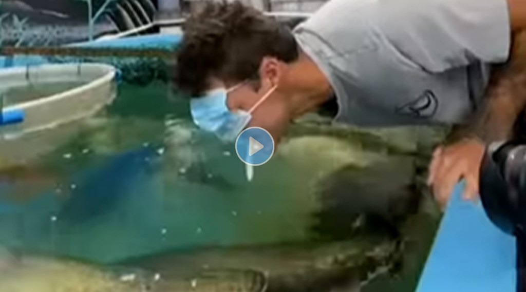 fish viral video