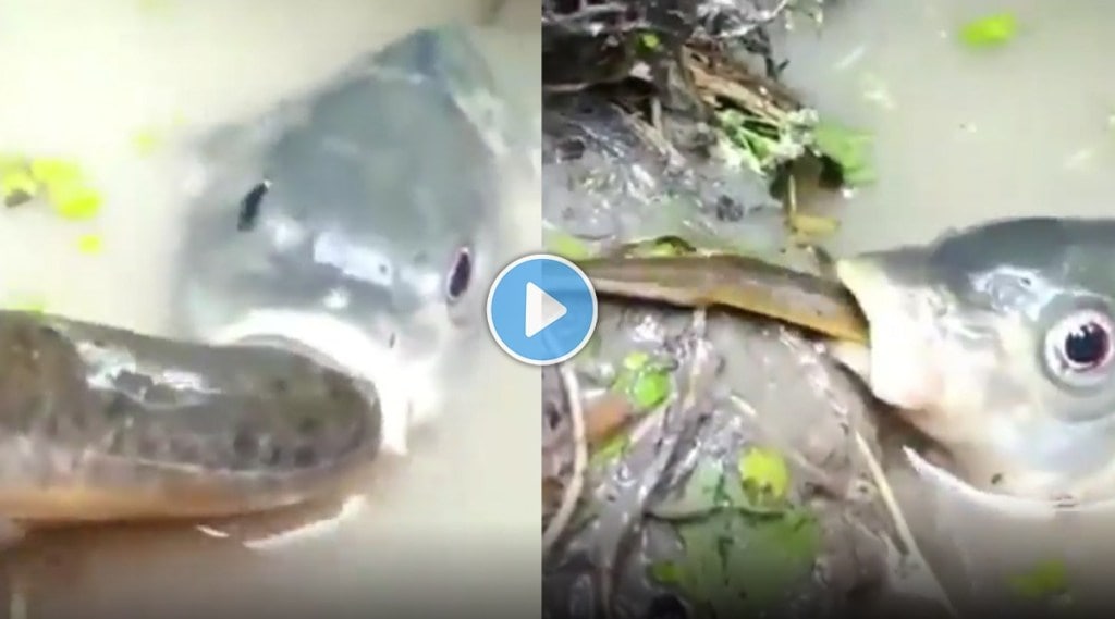 long snake swallowed by fish