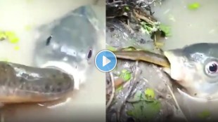 long snake swallowed by fish