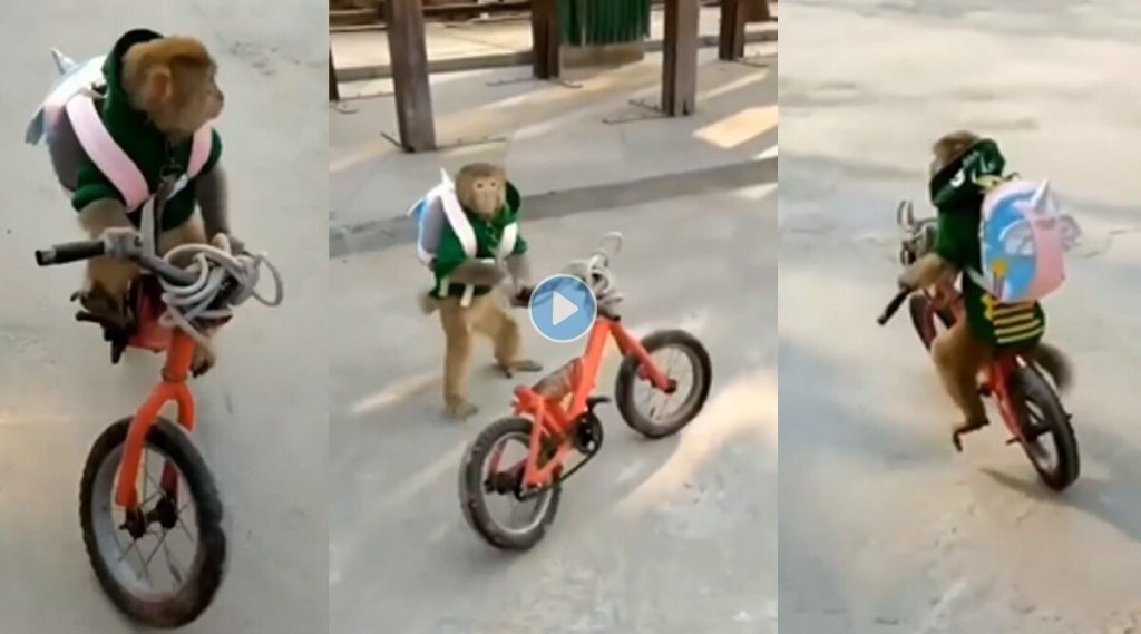 monkey-bicycle-riding-video-viral