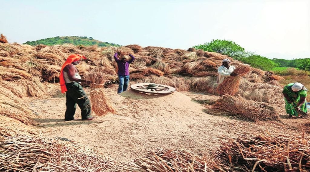 इगतपुरी तालुक्यात सध्या भातपिकांची सोंगणी चालू असून सोंगणी झाल्यानंतर झोडपणी करताना शेतकरी