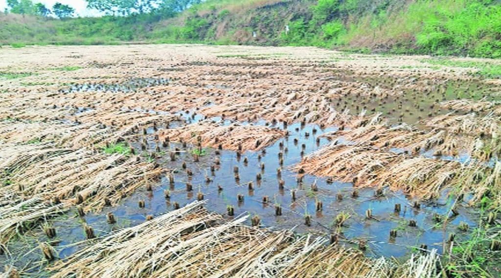 इगतपुरी तालुक्यातील कावनई परिसरात अवकाळी पावसामुळे भात पिकांचे नुकसान झाले.