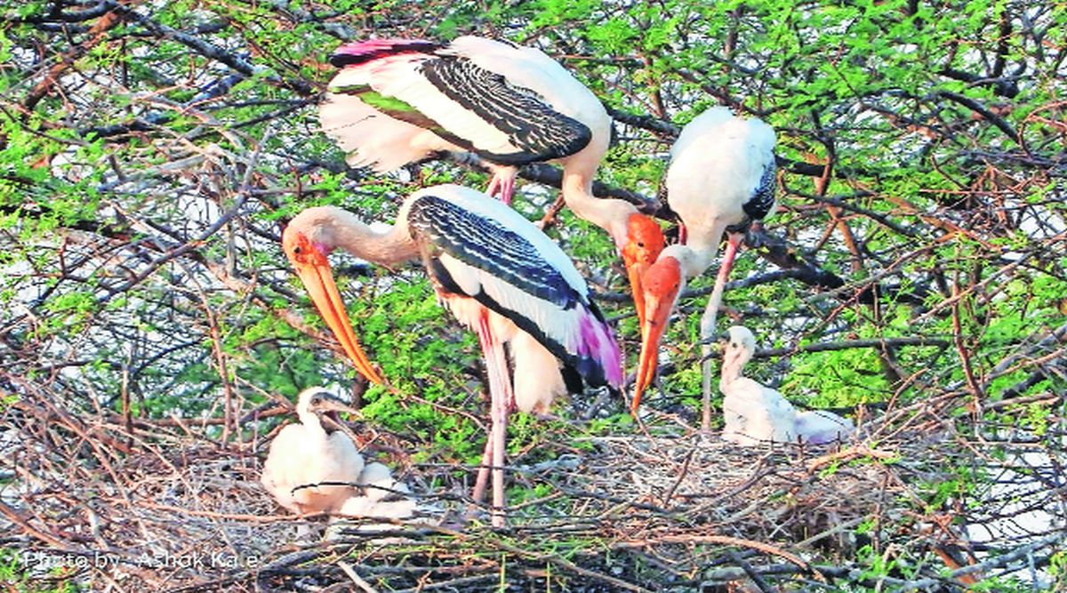 नांदुरमध्यमेश्वर अभयारण्यात फ्लेमिंगोच्या संख्येत लक्षणीय वाढ