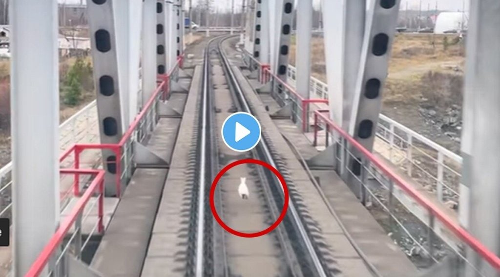rabbit-running-on-railway-track-viral-video