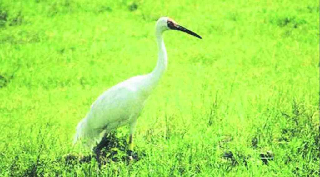 शेतकऱ्यांचा कैवारी असलेल्या सारस संवर्धनासाठी तरुणांची धडपड ; गोंदिया जिल्ह्यातील सेवा संस्थेकडून ७८ गावांत जनजागृती