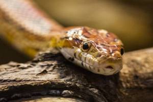snake-dream
