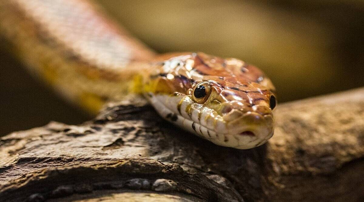 snake-dream