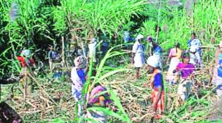 राज्यातील ऊसतोड कामगारांच्या नोंदणीसाठी अ‍ॅप