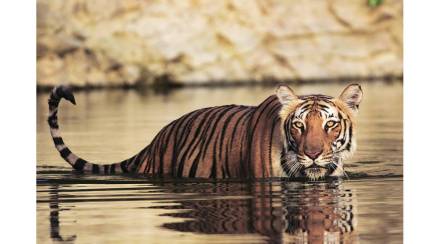 tiger wildlife