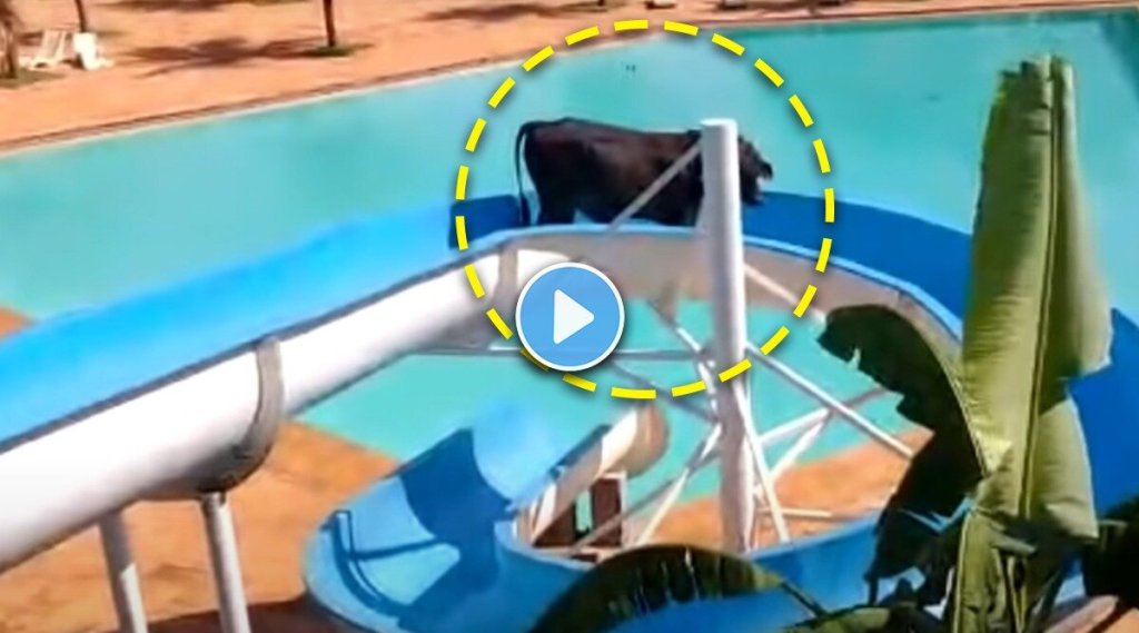 viral-cow-set-for-slaughter-escapes-to-waterpark