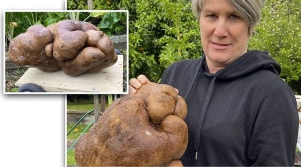 worlds largest potato