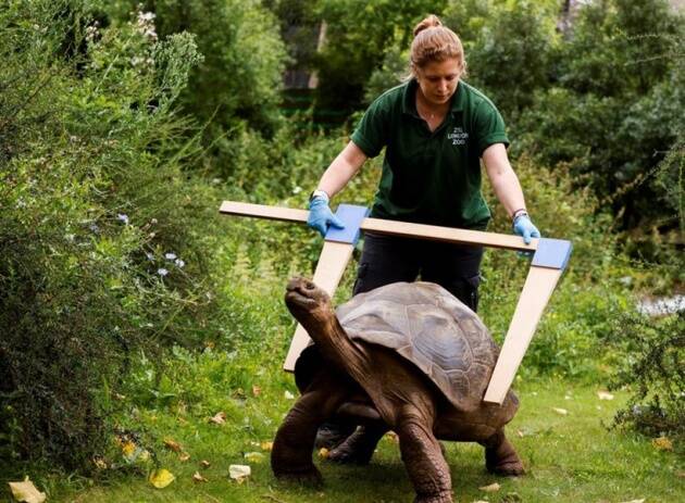लंडनमध्ये प्राणीसंग्रहालयात वार्षिक नोंदीसाठी एका कासवाचं कवच मोजताना कर्मचारी. (फोटो सौजन्य : रॉयटर)