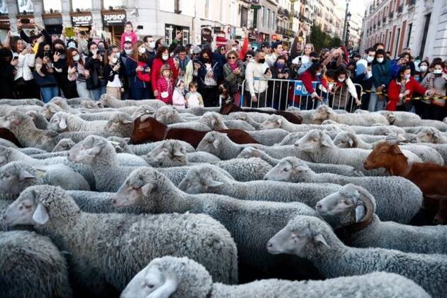 स्पेनमधील माद्रीदच्या रस्त्यांवरून जाणाऱ्या मेंढ्या. (फोटो सौजन्य : रॉयटर)