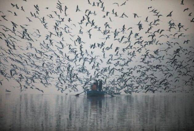 दिल्लीतील यमुना नदीत सकाळच्या वेळी अन्नासाठी जमा झालेले सिगल्स पक्षी. (फोटो सौजन्य : रॉयटर)