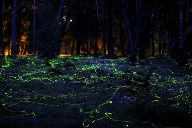 चिलीच्या जंगलात रात्रीच्या वेळी लखलखणारे काजवे. (फोटो सौजन्य : रॉयटर)