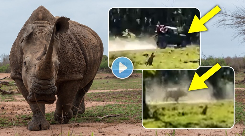 Angry rhino chases tourist van