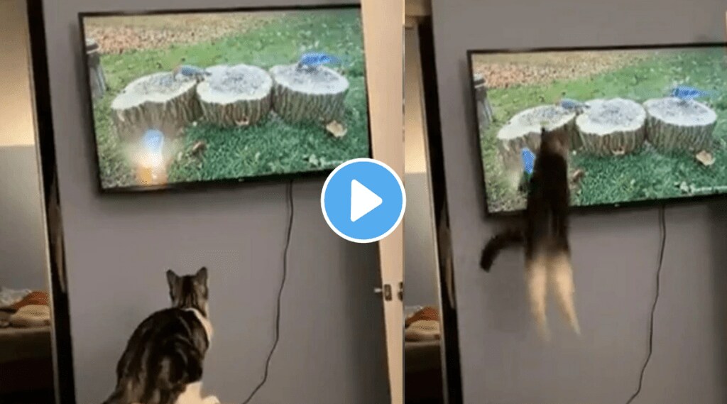 Cat Funny Video