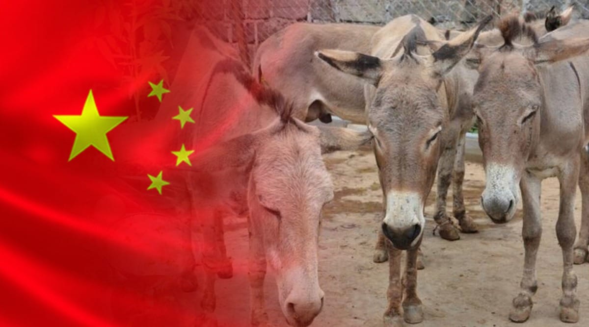 Donkey population Decreasing in India, Donkey, गाढवटंचाई, गाढवांची टंचाई, गाढवांची संख्या, चीन, China