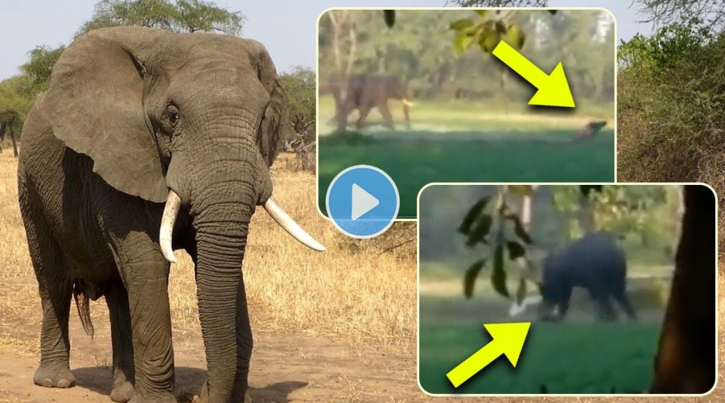 Elephant Attack video