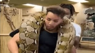 Giant_Python