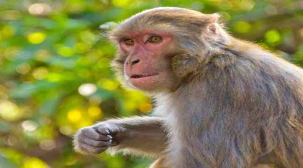 खळबळजनक, बीडमध्ये ‘या’ कारणामुळे संतप्त माकडांच्या टोळीकडून तब्बल २५० कुत्र्यांची हत्या, वाचा सविस्तर…
